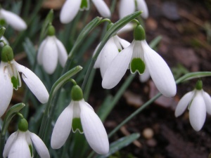 Galanthus reginae-olgae subsp vernalis 'John Marr'